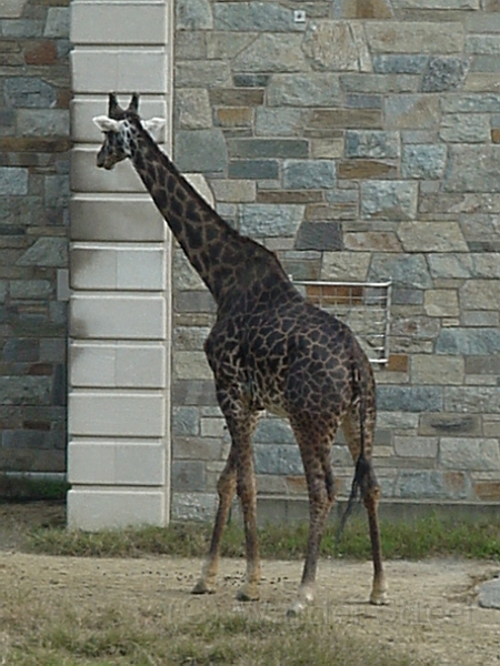 Giraffe 3.jpg